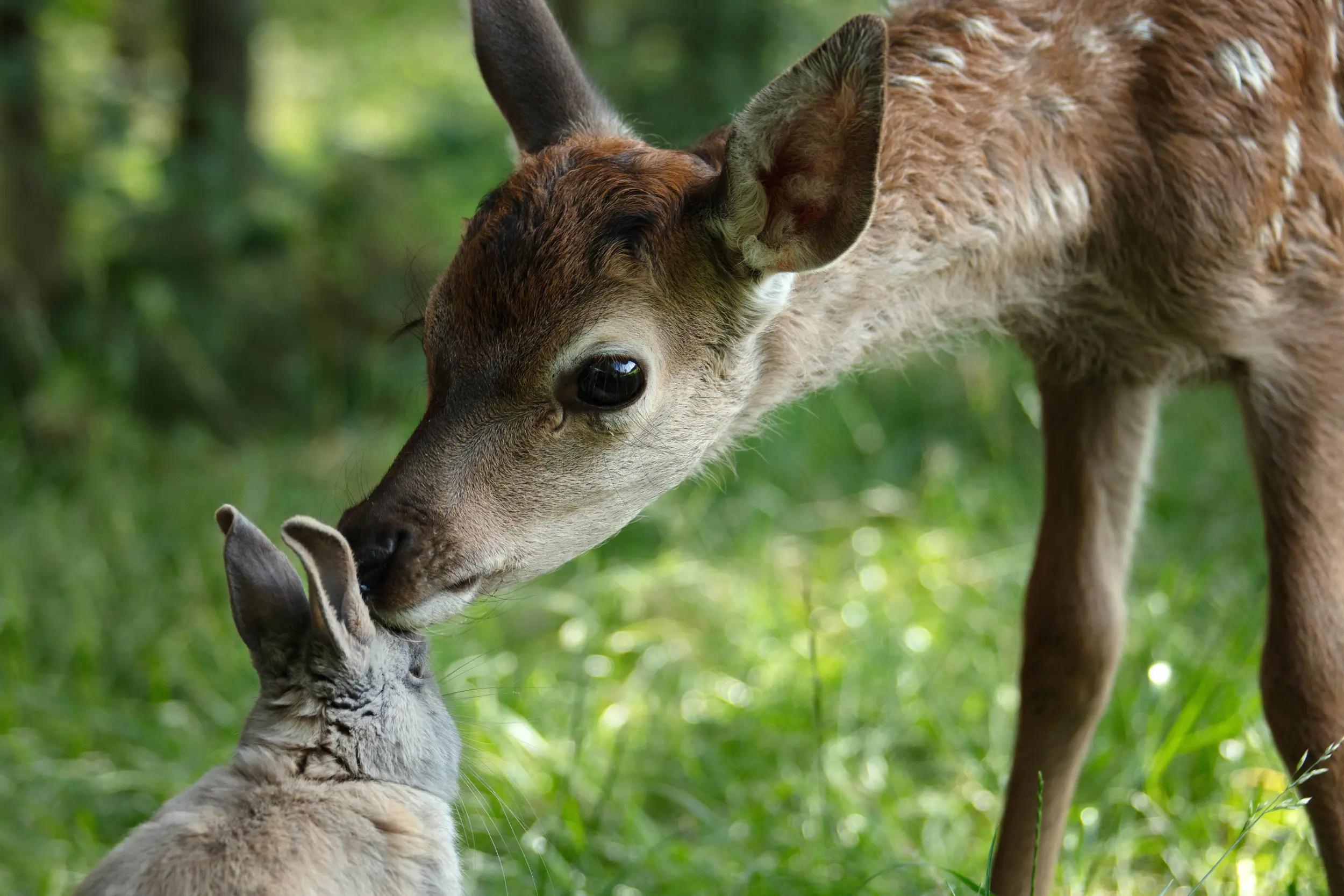 BAMBI - Et eventyr om livet i skogen