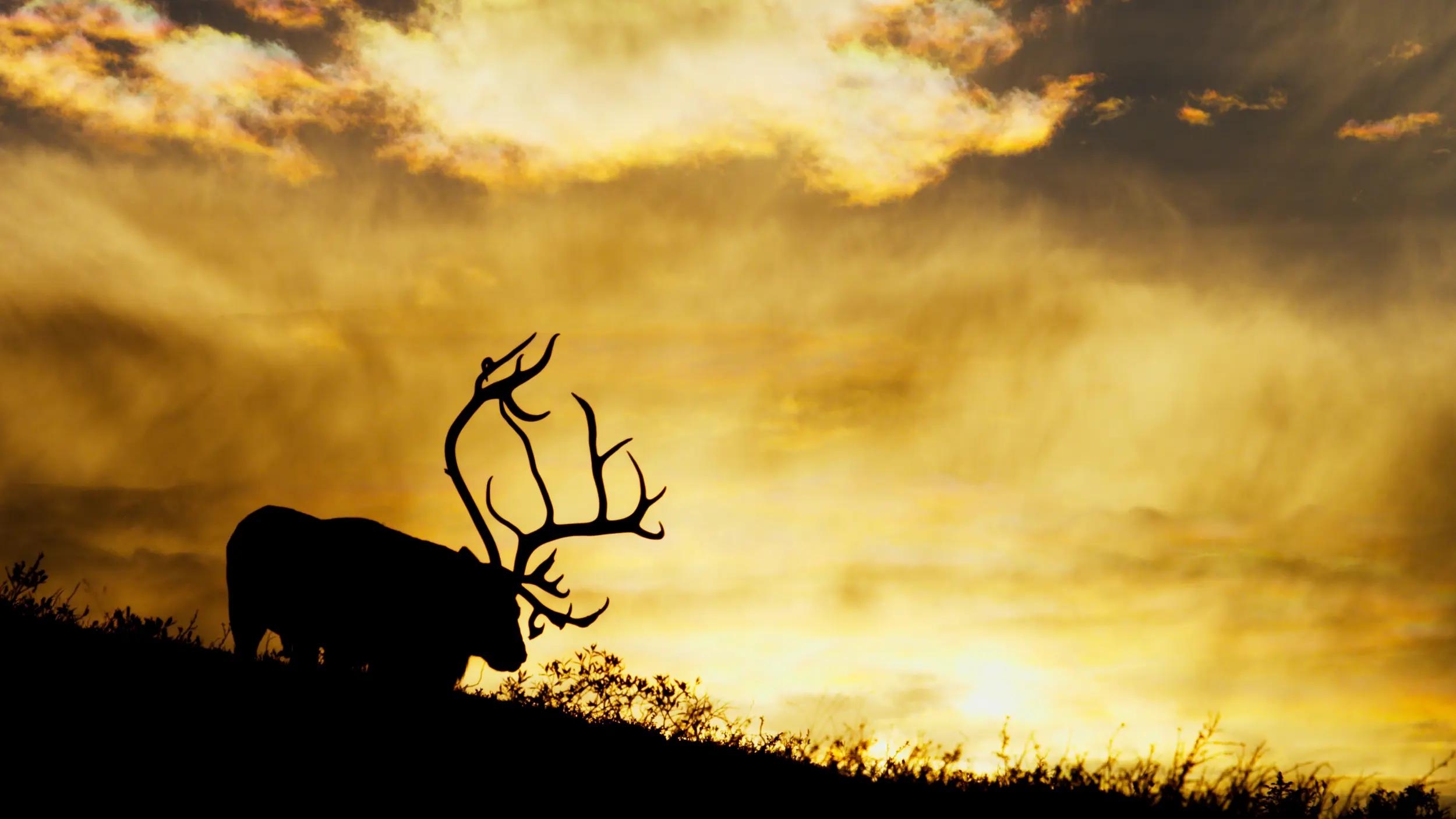 Skal hilse fra naturen